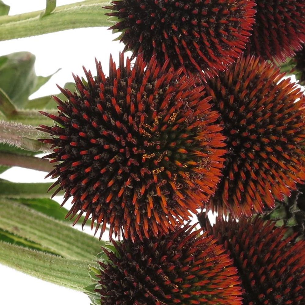 Rudbeckia braun  40cm