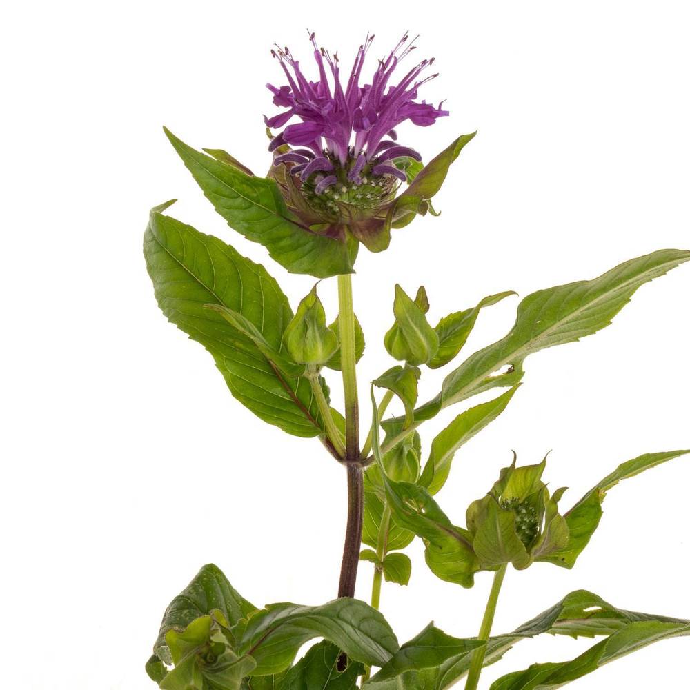 Monarda dunkel rosa sonstig 60cm