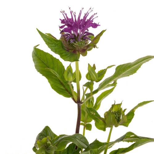 Monarda dunkel rosa sonstig 60cm
