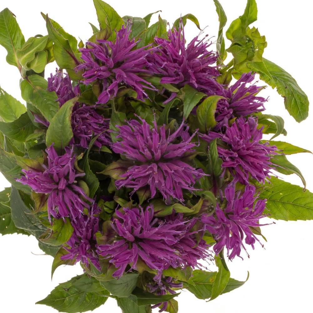Monarda dunkel rosa sonstig 60cm