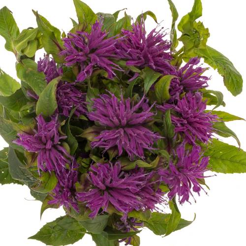 Monarda dunkel rosa sonstig 60cm