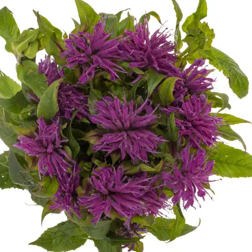 Monarda dunkel rosa sonstig 60cm