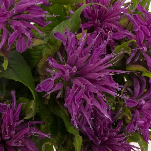 Monarda dunkel rosa sonstig 60cm