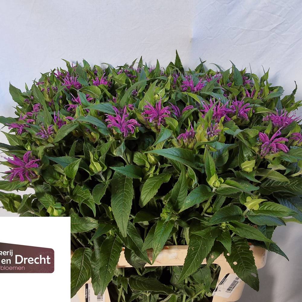 Monarda dunkel rosa sonstig 60cm