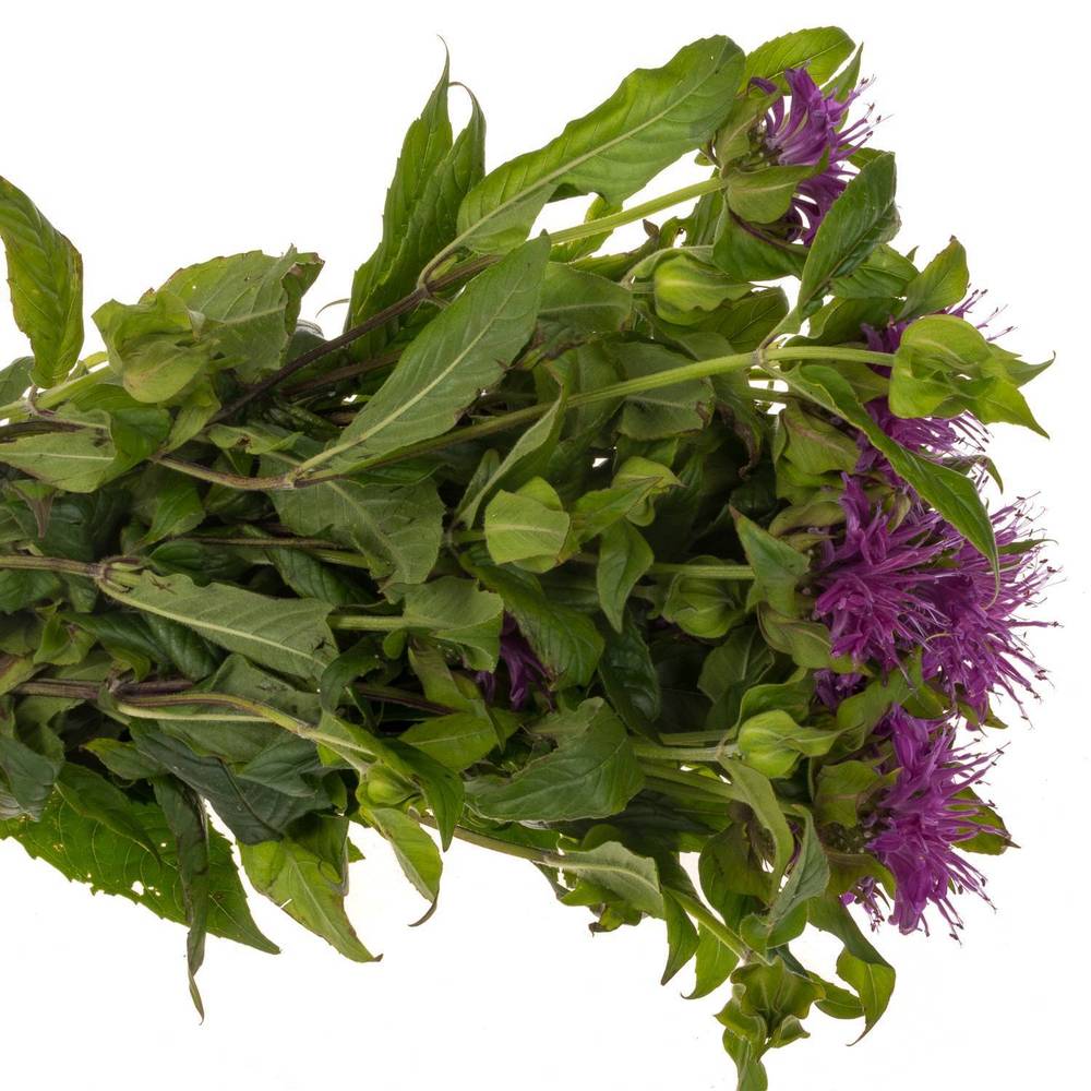 Monarda dunkel rosa sonstig 60cm