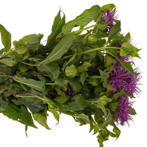 Monarda dunkel rosa sonstig 60cm