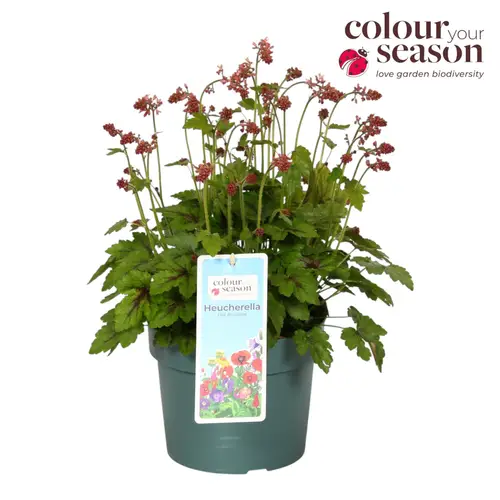 Heucherella rosa Revolution T19 H050