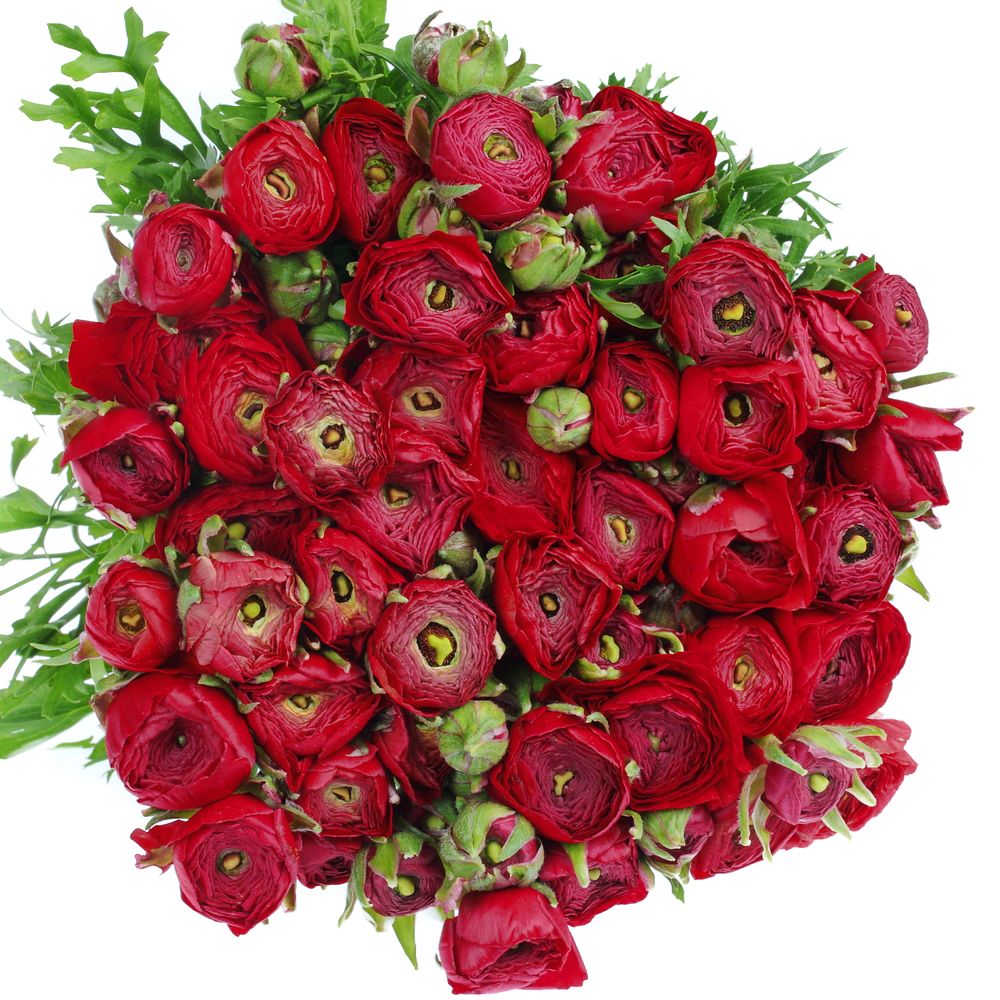 Ranunkel rot Israel 45cm x 50