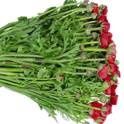 Ranunkel rot Israel 45cm x 50