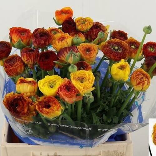 Ranunkel terrakotta-gelb Success Elios 40cm x 30