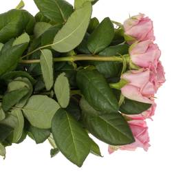 Rose rosa Heaven 50cm