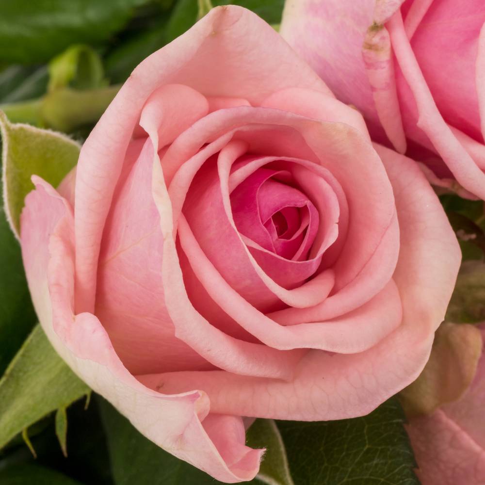 Rose rosa Heaven 50cm