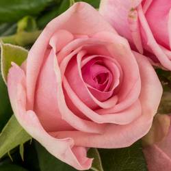 Rose rosa Heaven 50cm