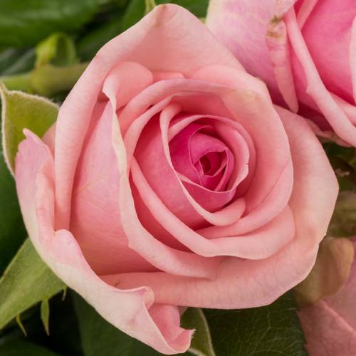 Rose rosa Heaven 50cm