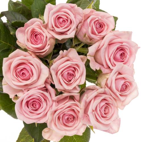 Rose rosa Heaven 50cm