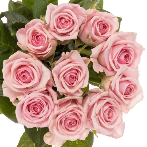 Rose rosa Heaven 50cm