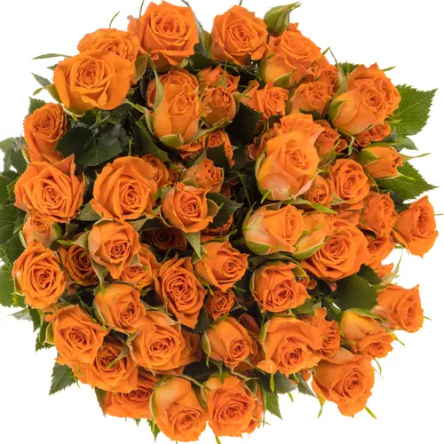Rose verzweigt orange Picanto 5+Blüte 50cm x5