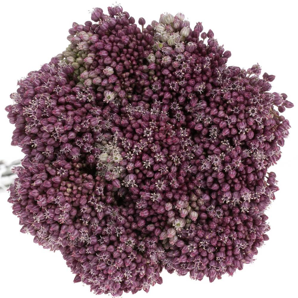 Allium lila Purple Mystery 85cm