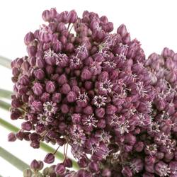 Allium lila Purple Mystery 85cm