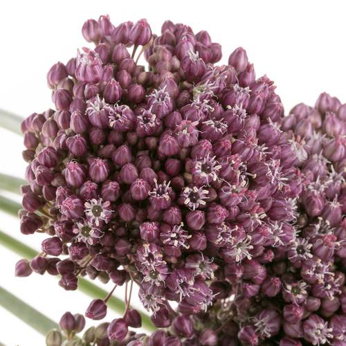 Allium lila Purple Mystery 85cm