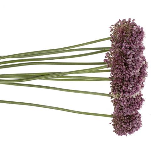 Allium lila Purple Mystery 85cm