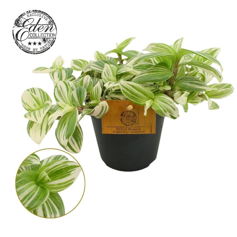 Tradescantia Brightness T12 H020