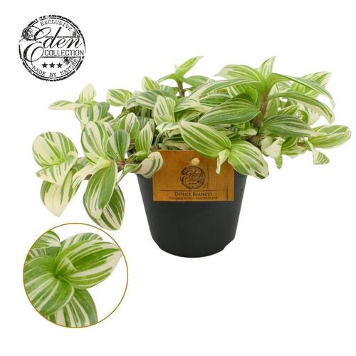 Tradescantia Brightness T12 H020