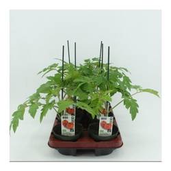 Bio Tomate Veredelt Rund T12 H40