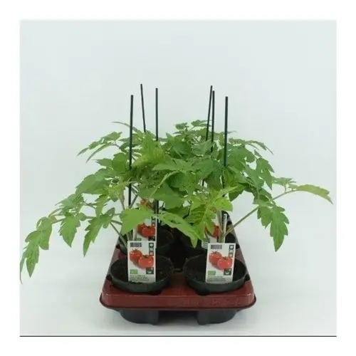 Bio Tomate Veredelt Rund T12 H40