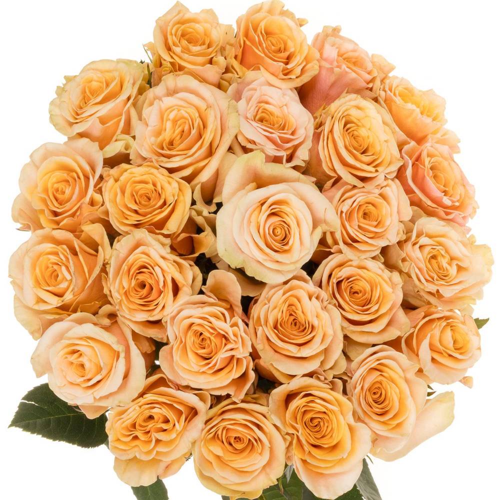 Rose apricot Phoenix (Ec) 60cm