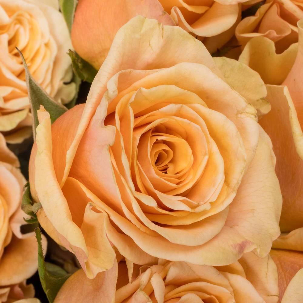 Rose apricot Phoenix (Ec) 60cm