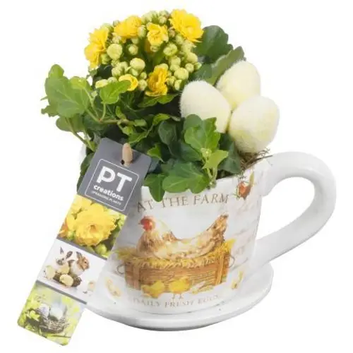 Ostern Arr PTPB3833 T11 H018