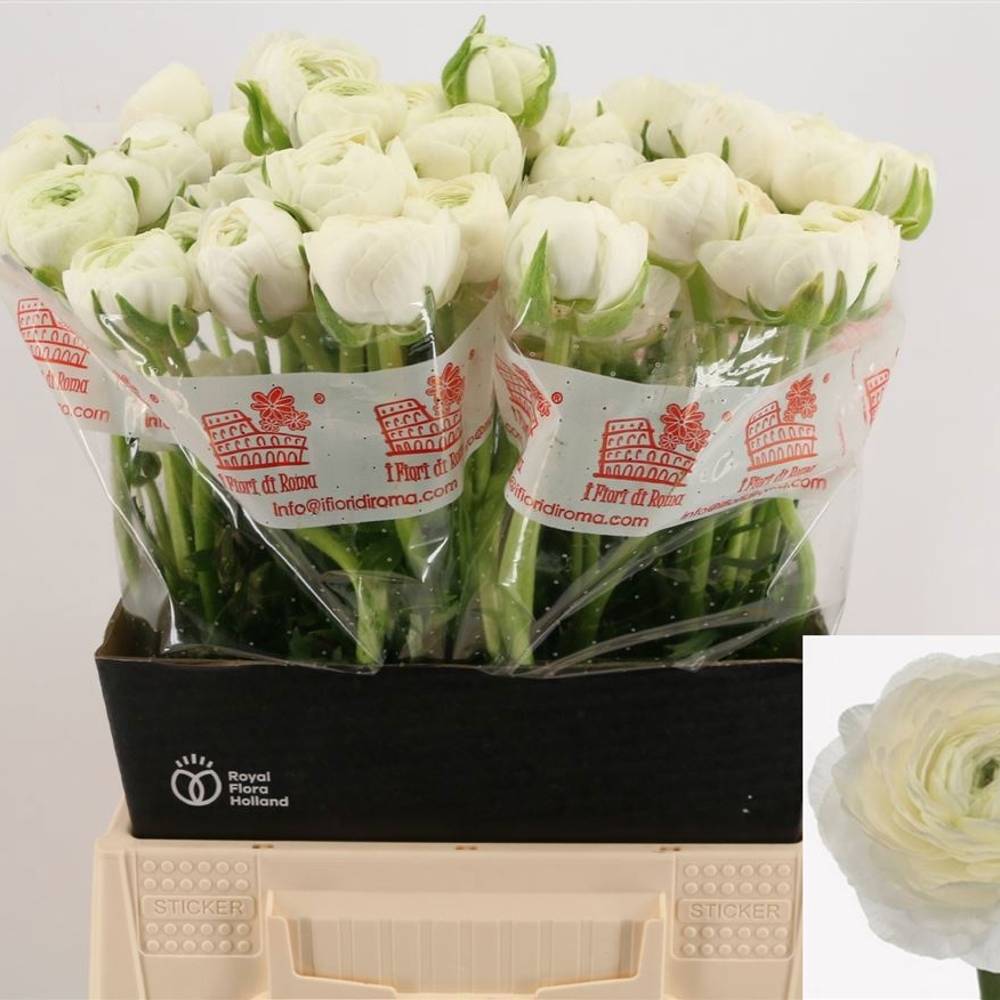 Ranunkel weiss Dolcevita White 45cm x 30