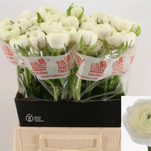 Ranunkel weiss Dolcevita White 45cm x 30