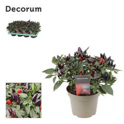 Capscium dunkel lila Ann. Torero T13 H023