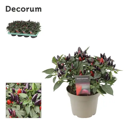Capscium dunkel lila Annuum Torero T13 H023