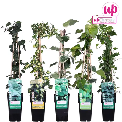 Hedera mix Kletter T15 H065