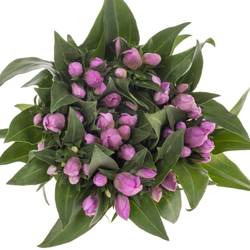 Enzian rosa Pink Sky 80cm