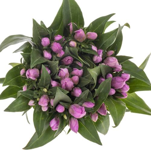Enzian rosa Pink Sky 80cm