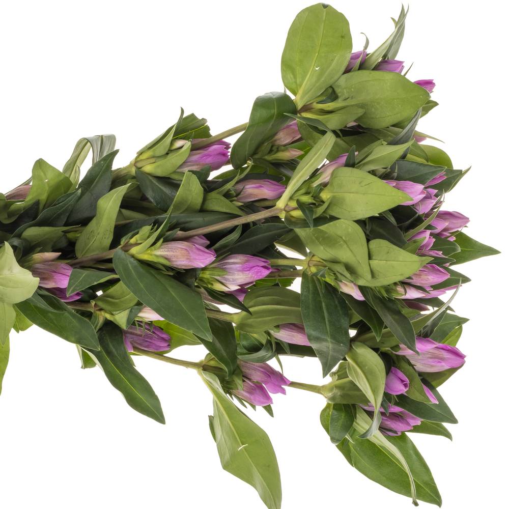 Enzian rosa Pink Sky 80cm