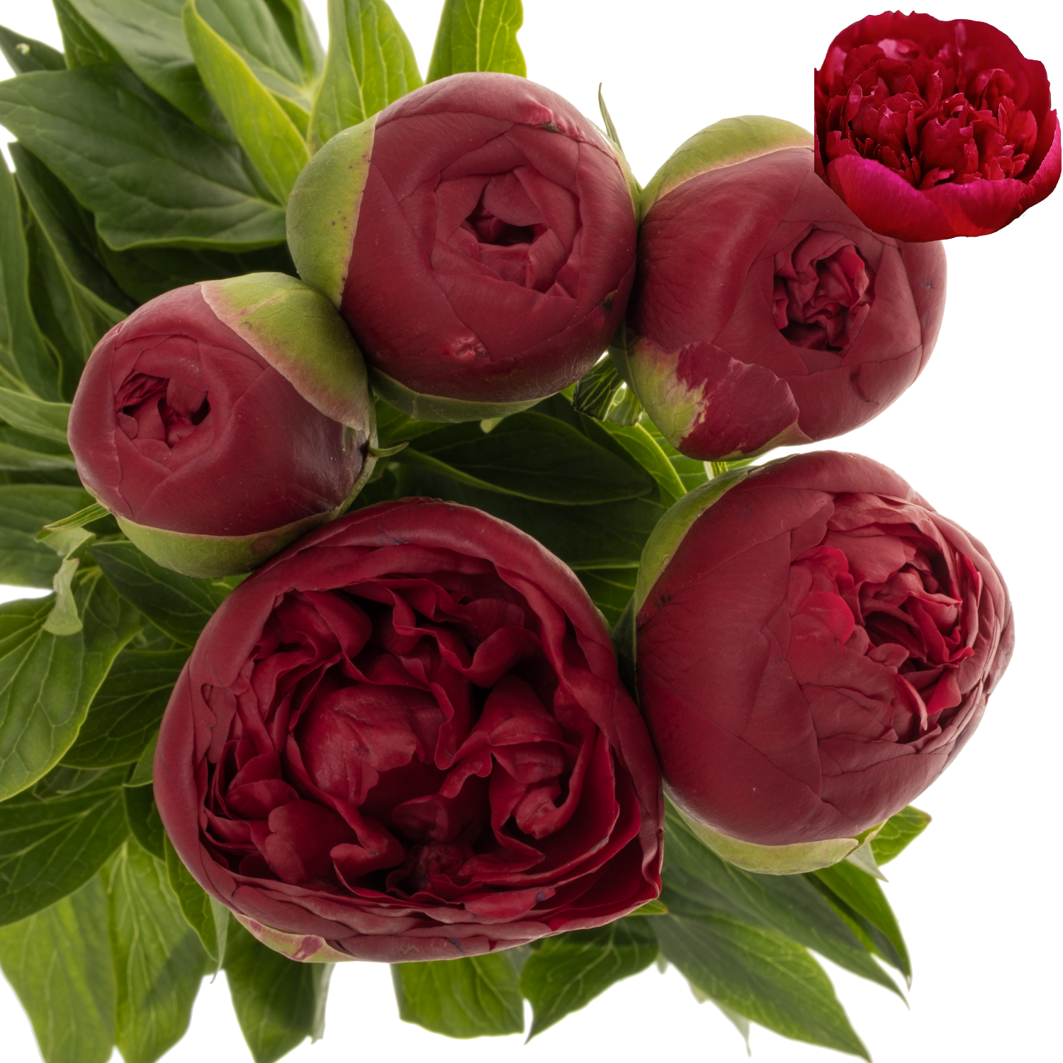 Pfingstrose dunkel rot Henry Bockstoce 50cm
