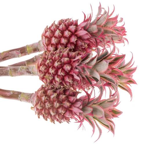 Ananas rosa Compacta 50cm