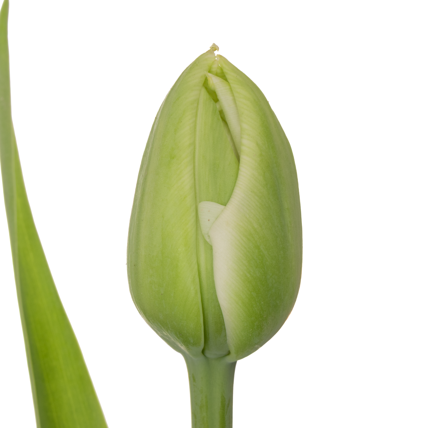 Franz.weiss doppel Borgo vodice 52 Gramm 50cm