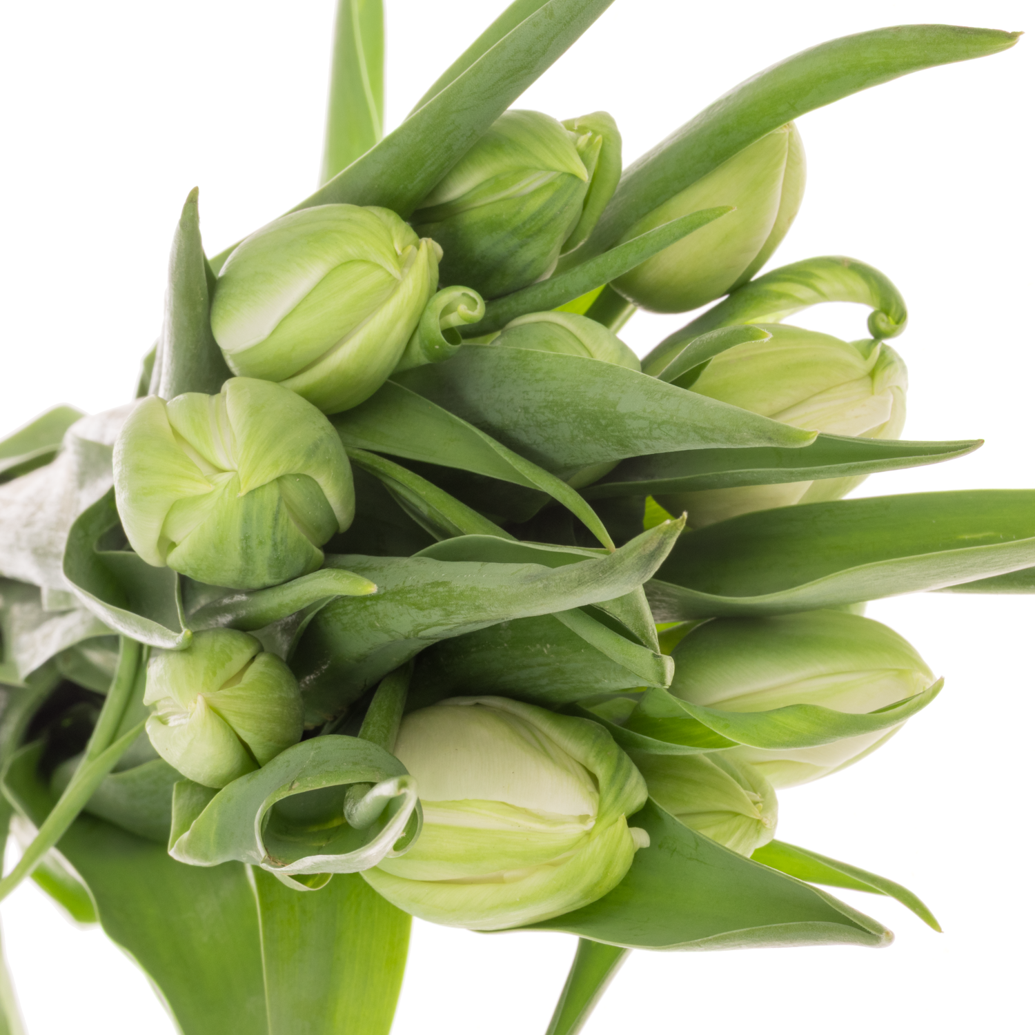 Franz.weiss doppel Borgo vodice 52 Gramm 50cm