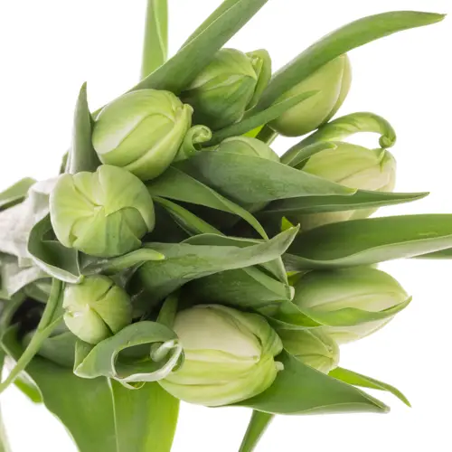 Franz.weiss doppel Borgo vodice 52 Gramm 50cm