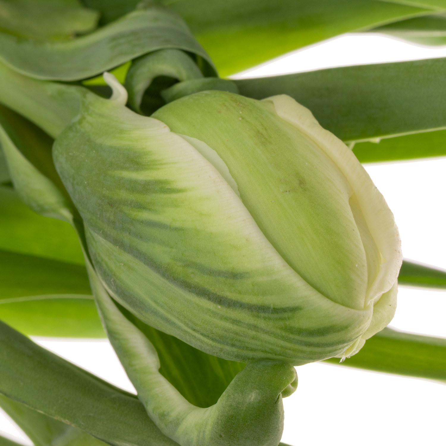 Franz.weiss doppel Borgo vodice 52 Gramm 50cm