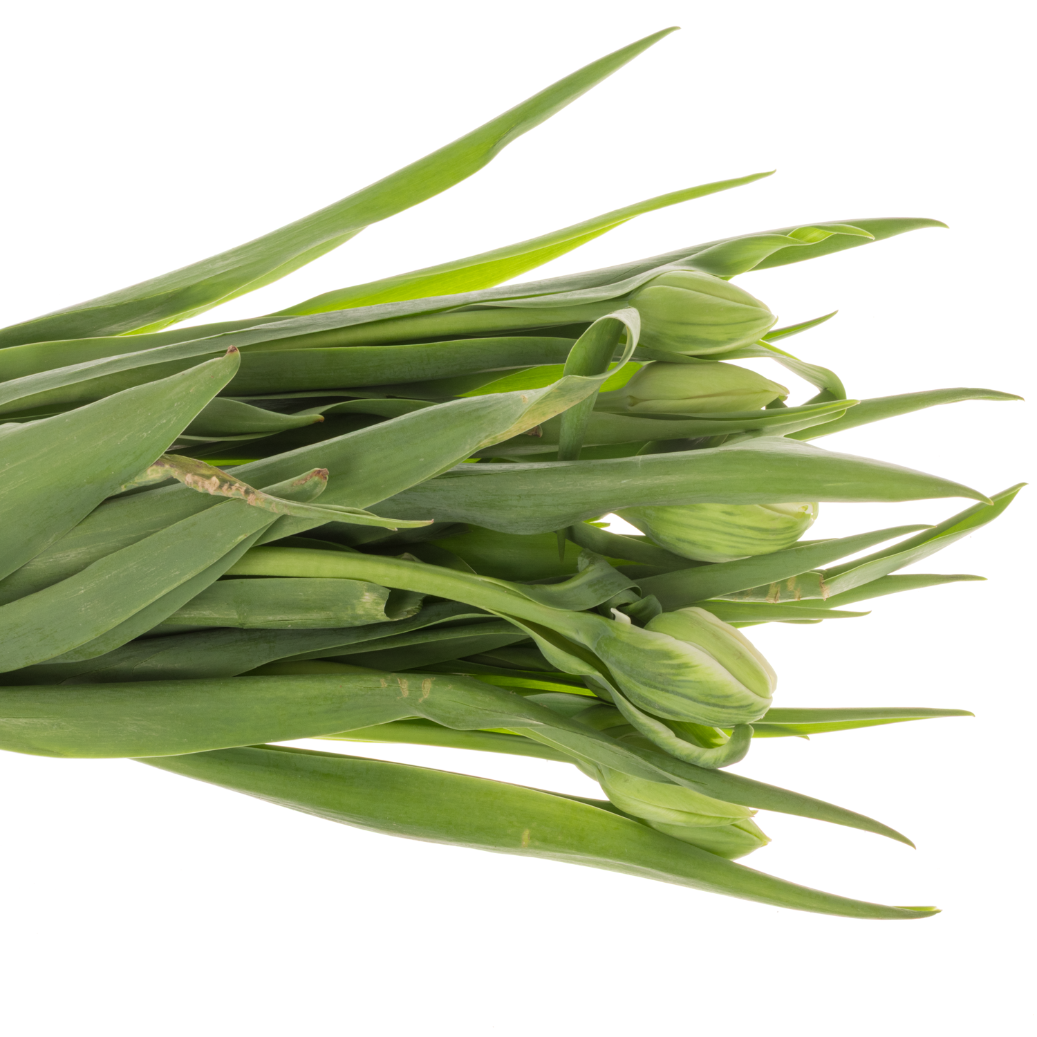 Franz.weiss doppel Borgo vodice 52 Gramm 50cm