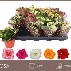 Kalanchoe Gef. mix Schnapch. Von Uhr T08 H015