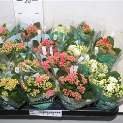 Kalanchoe Gef. mix Schnapch. Von Uhr T07 H015