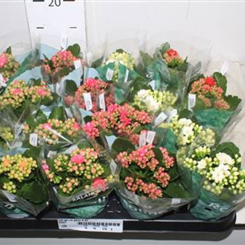 Kalanchoe Gef. mix Schnapch. Von Uhr T07 H015